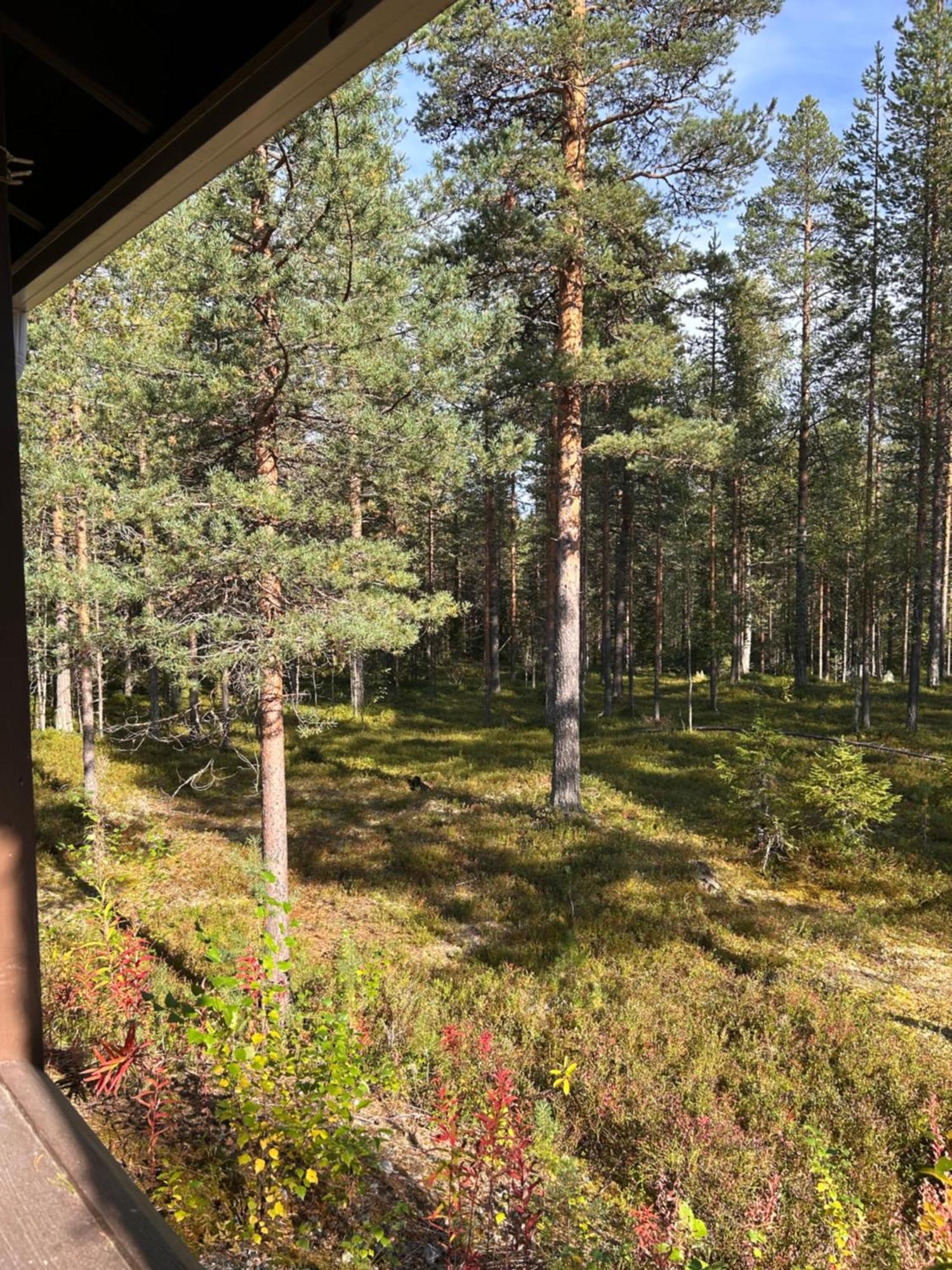 Unelmasaeleikkoe 2 Kittila  Luaran gambar
